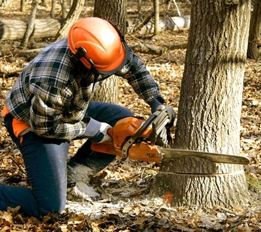 Tree Removal in Wakefield, KS